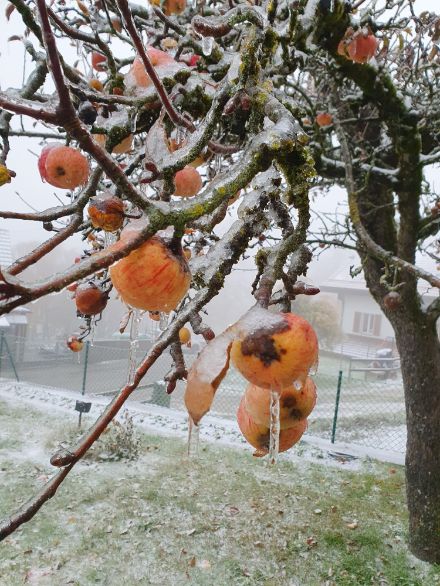 Glasierte Äpfel in Ballaigues in Waadtländer Jura. In dieser Region war es in den unteren Schichten noch so kalt, dass der Regen zu Eis gefror. Diese Zone ist in der schematischen Darstellung (s. weiter oben) mit dem Verkehrsschild gekennzeichnet. 