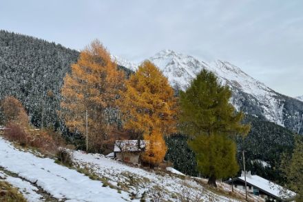 Berghang mit gelben und grünen Lärchen, dahinter verschneiter Wald.