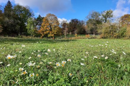 Wiese mit blühenden Margeriten. Dahinter Herbstwald.