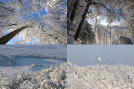 Wälder voller Schnee auf der Albis-Hochwacht (rechts unten das Niederschlagsradar «Albis»).