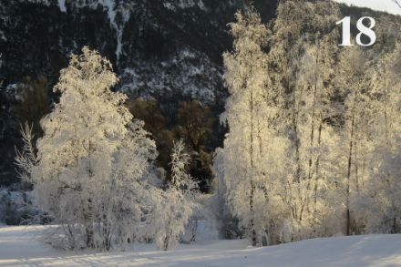 Vereiste Bäume im Naturschutzgebiet Pouta Fontana in der Nähe von Grône (VS) am 23. Dezember 2021. Foto: Didier Ulrich