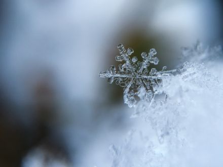 Schneekristall in vollendeter Schönheit. Unvorstellbar, wie viele Wassermoleküle nötig sind, um einen Kristall dieser Grösse entstehen zu lassen. 