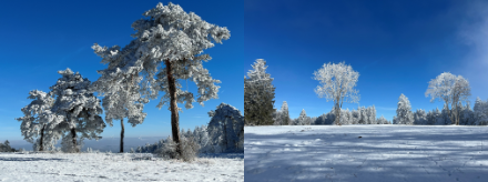 Der Nebel ist weg, der Reif an den Bäumen geblieben. Ein toller Kontrast zum stahlblauen Himmel.