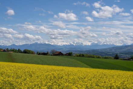 Alpenpanorama vom Heitersberg. Im Vordergrund der blühende Raps, im Hintergrund die noch schneebedeckten Voralpen- und Alpengipfel. 