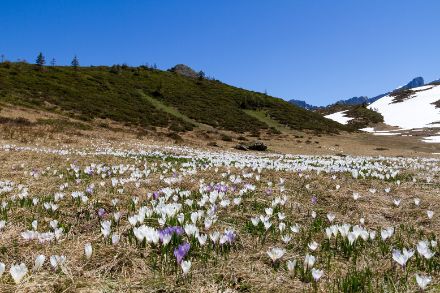 Krokusse auf dem Pass Col de Voré im Grenzgebiet der Berner und Waadtländer Alpen. 