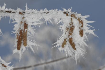 Blütenstände der Hasel mit Eisnadeln.