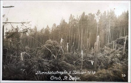 Postkarte der Schäden des Föhnsturms vom 4. und 5. Januar 1919 in Eggersriet. Viele Bäume wurde nicht umgeworfen, sondern wiesen Stammbrüche auf, was auf die besondere Heftigkeit des Sturms hinweist.