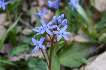 Nahaufnahme von blauen Blüten des Blausterns.