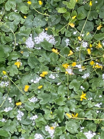 Graupel eines Graupelschauers bei Zollikon. 