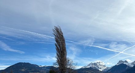 Im Quertal der Rhone zwischen Martigny und dem Genfersee bläst der Föhn hie und da stark bis stürmisch, so auch heute wieder, wie man an dieser Pappel bei Monthey leicht erkennen kann. Allerdings gibt es auch in tieferen Lagen des Alpennordhanges Orte, wo der Föhn weit heftiger ist, so zum Beispiel in Brülisau (AI) oder in Balzers (FL).