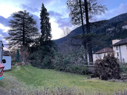 Wie bereits erwähnt, ist der Nordföhn bezüglich Schäden meist harmlos, ausser natürlich den Waldbränden. Selten halten ihm aber einzelne Bäume doch nicht stand, wie  dieser grosse Nadelbaum in der Nähe des Bahnhofes von Faido in der Nacht auf den 23. Dezember 2023.