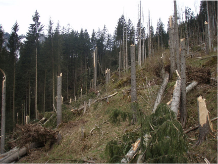 Neben den Weststürmen sorgt der Föhn am Alpennordhang  immer wieder für grössere Waldschäden. Hier im Gebiet Lauterbrunnen sorgte die Wucht des Föhns für sogenannten Windbruch. Dafür braucht es höhere Windgeschwindigkeiten als beim Windwurf, bei  welchem die Bäume entwurzelt werden.