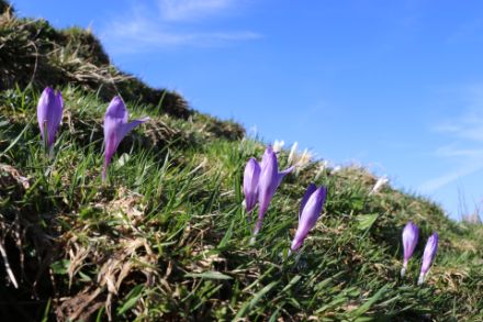 Im Gegensatz zu vielen anderen Blüten (z.B. Obstbäume) würde den Krokussen Frost nächste Woche wohl nichts ausmachen. Bei nächtlichen Aufklarungen in der Kaltluft wäre in den Niederungen starker Bodenfrost möglich. 