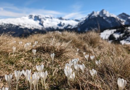 Sobald der Schnee weg ist, schiessen die Krokusse aus dem Boden, so wie hier am Nüssen beim Chli Aubrig. Im Hintergrund der Mutteristock (links) und der Fluebrig (rechts)