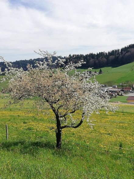 Abbildung 4: Diesem Baum könnte nächste Woche etwas blühen. 