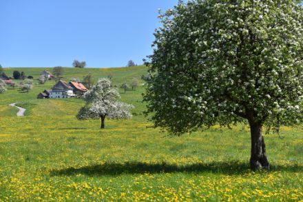 Blühende Obstbäume am Hirzel. 