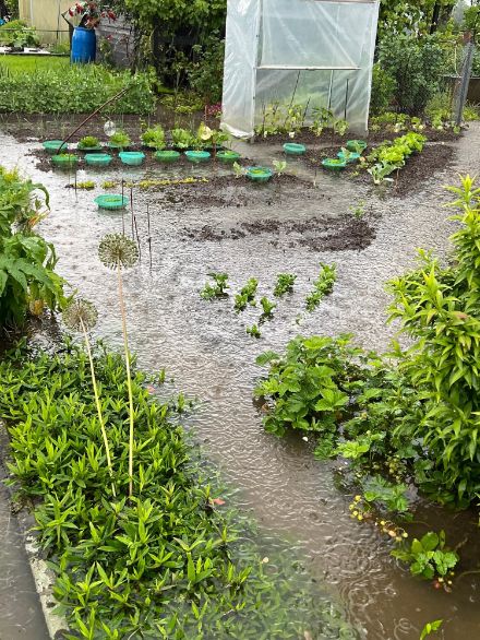 Das anhaltend nasse Wetter ist ein Frust für Gärtner und Landwirte. Auf diesen Garten in Zug schüttete es in den letzten zwei Tage mehr als die Hälfte des üblichen Mainiederschlages. Wenigstens dürfte das Schneckenproblem vorübergehend gelöst sein