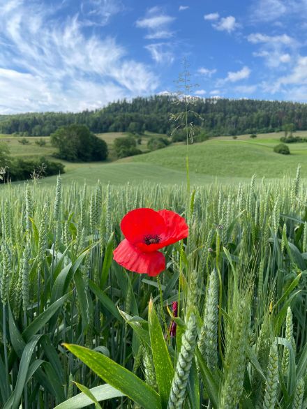 Schönes Wetter und schöne Natur in Wegenstetten AG. Bild: Meteomeldungen/App