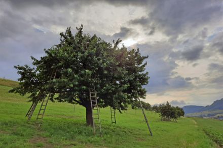 Kirschbaum mit angelehnten Leitern auf grüner Wiese und vor wolkigem Himmel.
