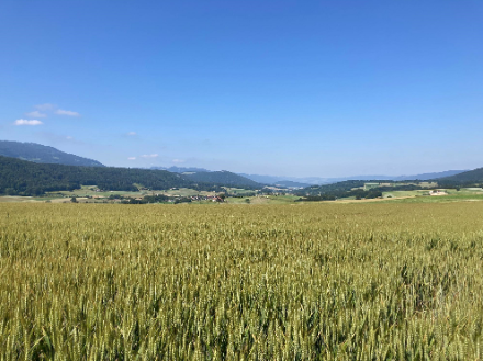 In Montsevelier im Kanton Jura war am Vormittag die Sonneneinstrahlung aufgrund der noch fehlenden Bewölkung sehr gross. Die bodennahen Luftschichten konnten sich demnach stark aufheizen.