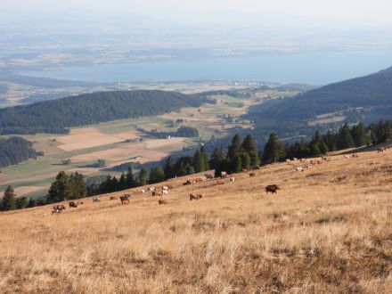 Abbildung 2: Ausgedörrte Weiden auf dem Chasseral im August 2022 (Bild: Caroline Kan, BAFU)