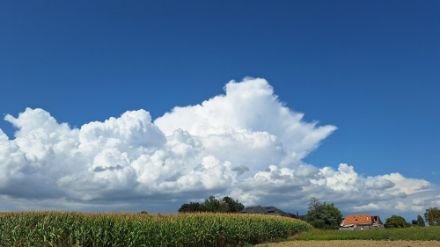 Die Quellwolken lassen derzeit nicht lange auf sich warten. Bild vom Dienstag, 03.09.2024 aus Cossonay-Ville (Meteomeldungen/App).