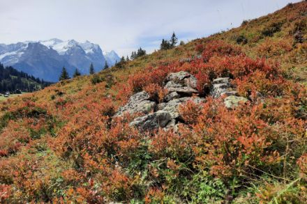 Abb. 6: In den Bergen halten langsam die Herbstfarben Einzug mit der Verfärbung der Heidelbeeren (Foto vom 21. September in Hasliberg.