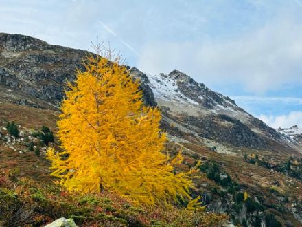 Eine Lärche oberhalb von Davos hat sich in Herbst-Schale geworfen und leuchtet auch ohne Sonneneinstrahlung um die Wette.
