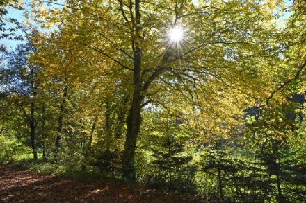 Herbstlich verfärbte Blätter einer Hagebuche im Wald.