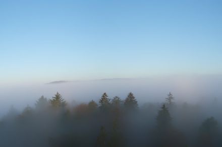 Bäume im Nebel