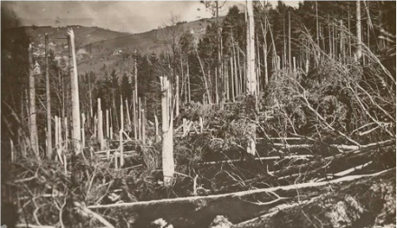 Der Föhnsturm vom 4. und 5. Januar 1919 war derart heftig, dass statt Windwurf (Bäume werden entwurzelt) vielerorts Windbruch (Stämme werden gebrochen) auftrat. Für Windbruch braucht es hohe Windgeschwindigkeiten im Bereich von über 140 km/h.