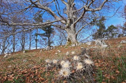 Baum ohne Laub mit blauem Himmel.