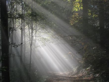Schattenstrahlen im Wald. 