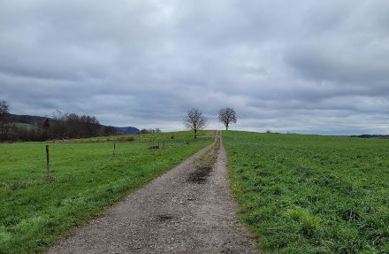 An diesem Bild wird sich in der kommenden Woche im Flachland wenig ändern. Grüne Wiese und grauer Himmel bei Uerschhausen in der Nordostschweiz. 