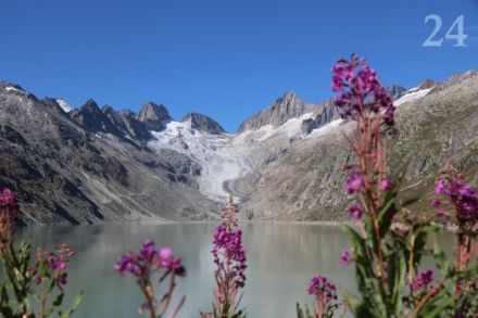 Blick zum weitgehend ausgeaperten Oberaargletscher, rechts der Bildmitte das 3631 m hohe Oberaarhorn am 9. September 2024. (D. Gerstgrasser)