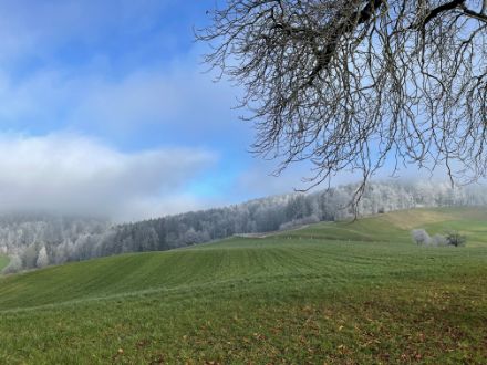 Bei Gyrenbad ob Turbenthal ZH konnte man heute Vormittag das Raueis an den Bäumen leicht erkennen. Das Raueis deutet darauf hin, dass die Luftfeuchtigkeit zeitweise bei 100 %  gelegen haben muss. Bildquelle: Alexander Giordano.