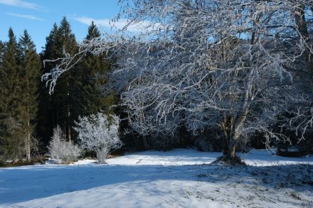 Wald mit schneebedeckter Wiese und einem Baum mit Rauhreif.