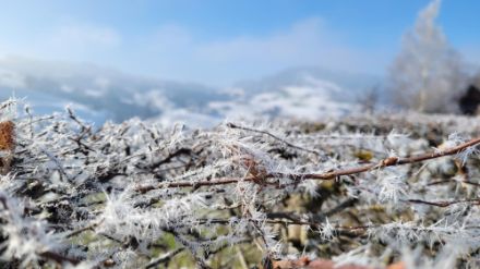 Äste mit Eisnadeln
