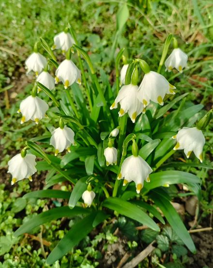 Märzenbecher (Frühlingsknotenblume) in Eschert BE am 22.02.2025. Bild: Meteomeldungen/App