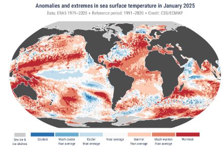 Weltkarte zur Meeresoberflächentemperatur im Januar 2025.