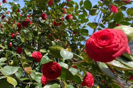 Foto einer Kamelie mit roten Blüten