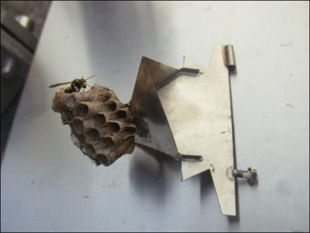 Fig.2: Hier die Bewohnerin, welcher sich – natürlich ohne Miete zu zahlen - gemütlich an der Wippe eingerichtet hat.