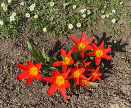 Diese Tulpen und die Margeriten könnten wohl kaum verstehen, wieso wir die Bise nachts als kalt empfinden.