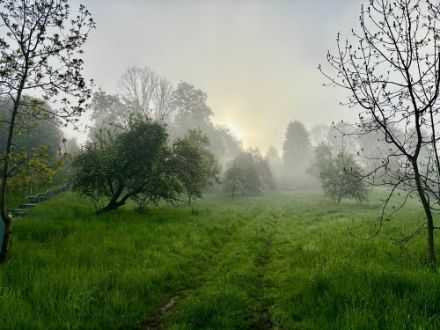 Würde sich die Natur nicht in einem jungen Grün präsentieren, hätte man heute Morgen meinen können, es wäre Herbst. Foto aus Schopfheim.
