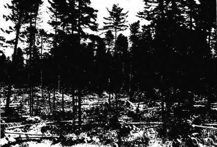 Schäden durch den Oststurm am 31. Januar und 1. Februar 1902 in den Vogesen.