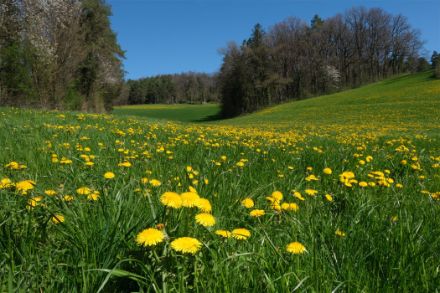 Wiese mit Löwenzahn