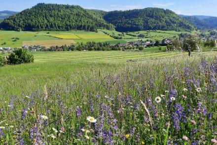 Blühende Wiese im Fricktal