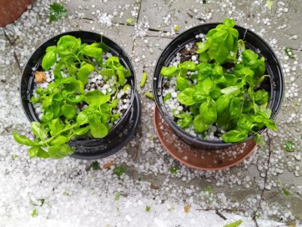 Gestern in Remigen (AG) auf der Cocktailkarte: «Basil Smash». Kleinkörniger Hagel traf leider auch diesen Basilikum. Foto: Meteomeldung/App