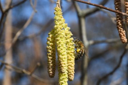 Haselpollen