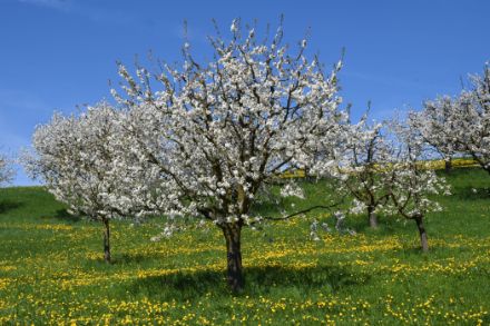 Blühender Kirschbaum in einer Wiese voller Löwenzahn